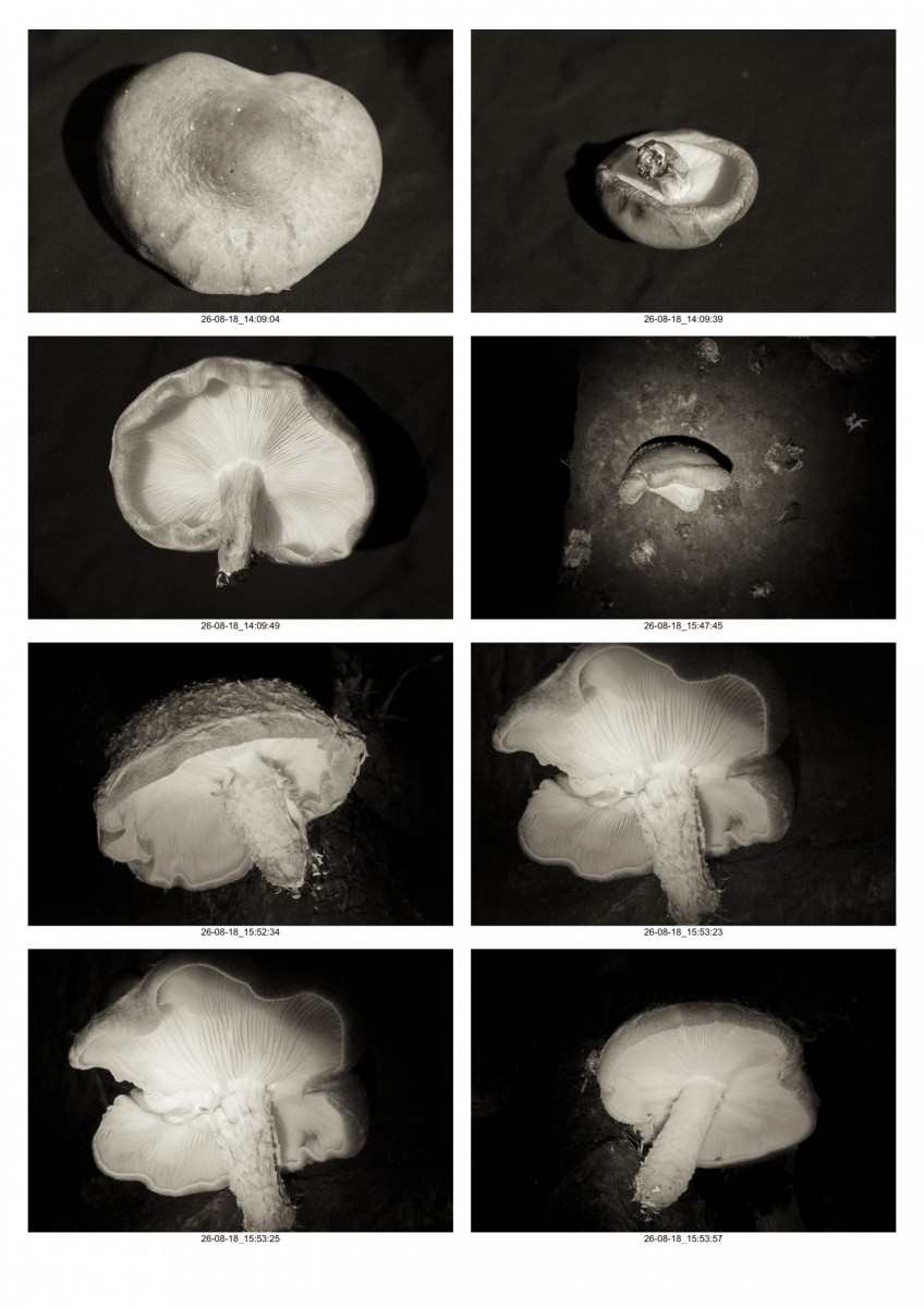 Planche-Champignons-11