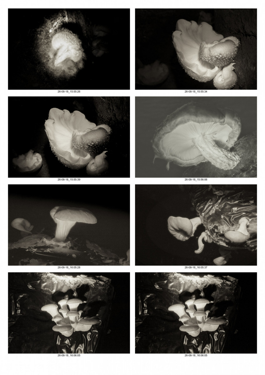 Planche-Champignons-12