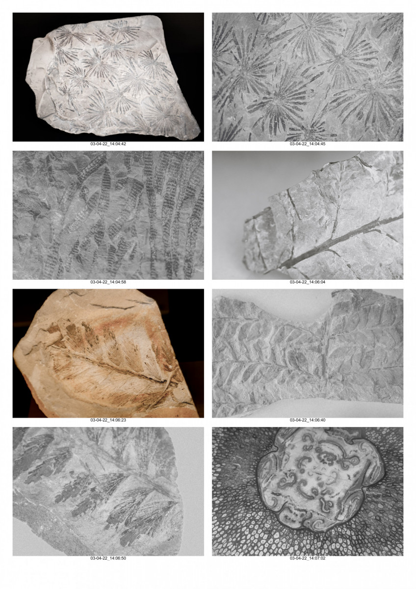 Planche_Paléobotanique-02