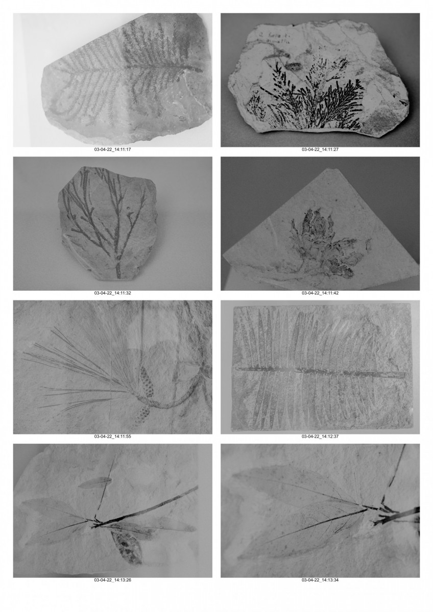 Planche_Paléobotanique-06