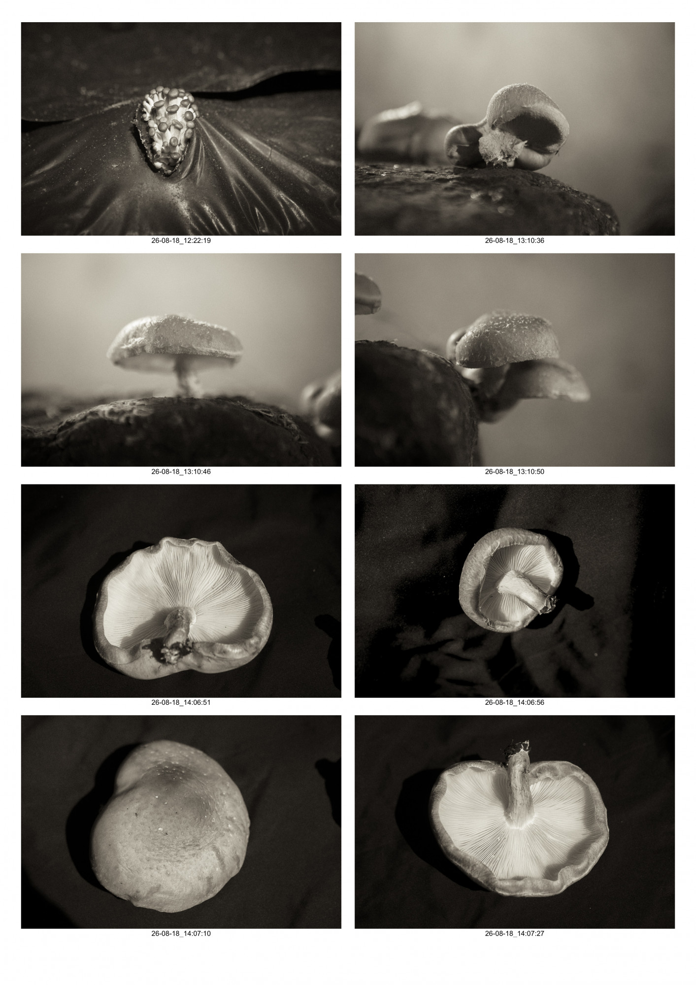 Planche-Champignons-10